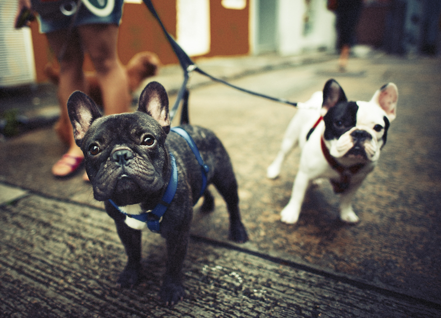 The Different Types of French Bulldogs