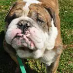 What Causes Cherry Eye In Bulldogs