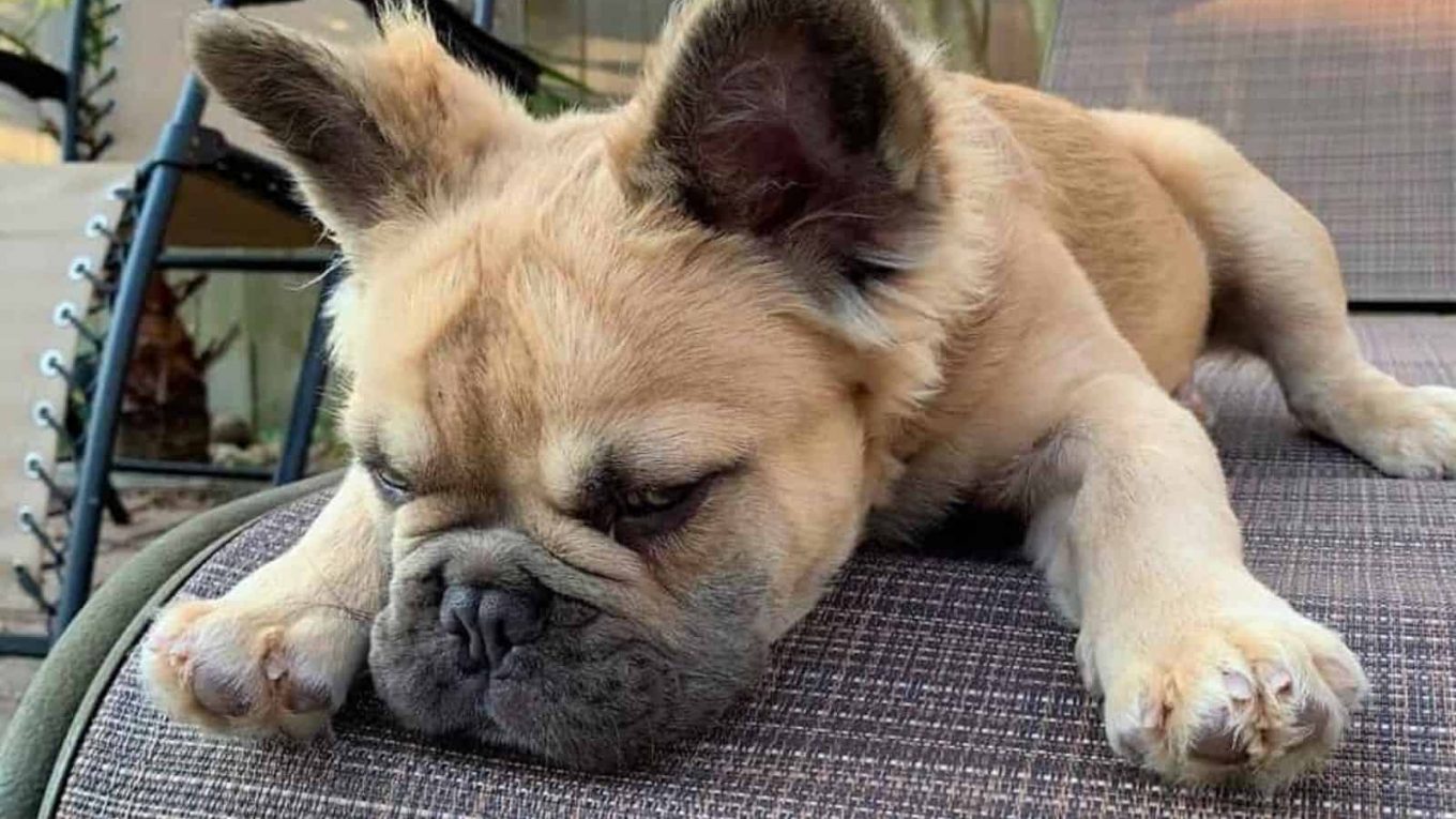 What Is A Long-Haired French Bulldog?