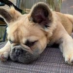 What Is A Long-Haired French Bulldog?