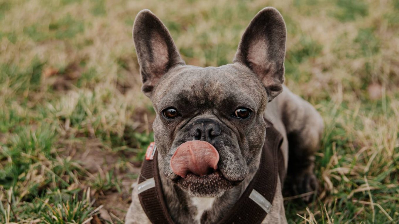 Can French Bulldogs Eat Grapes