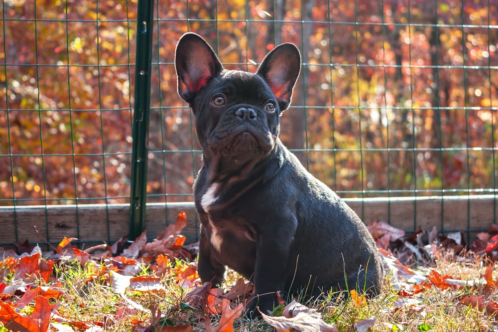 Can French Bulldogs Eat Green Beans