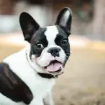 Can French Bulldogs Eat Hot Dogs