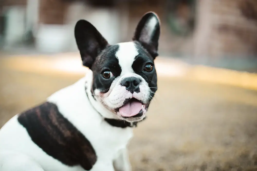 Can French Bulldogs Eat Hot Dogs