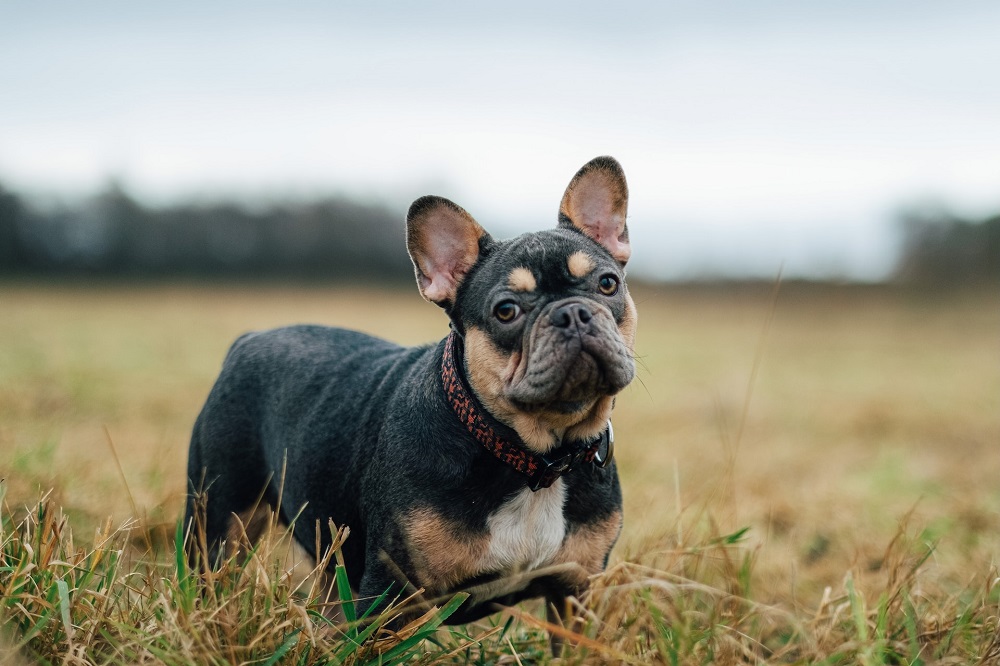 Can French Bulldogs Eat Lamb