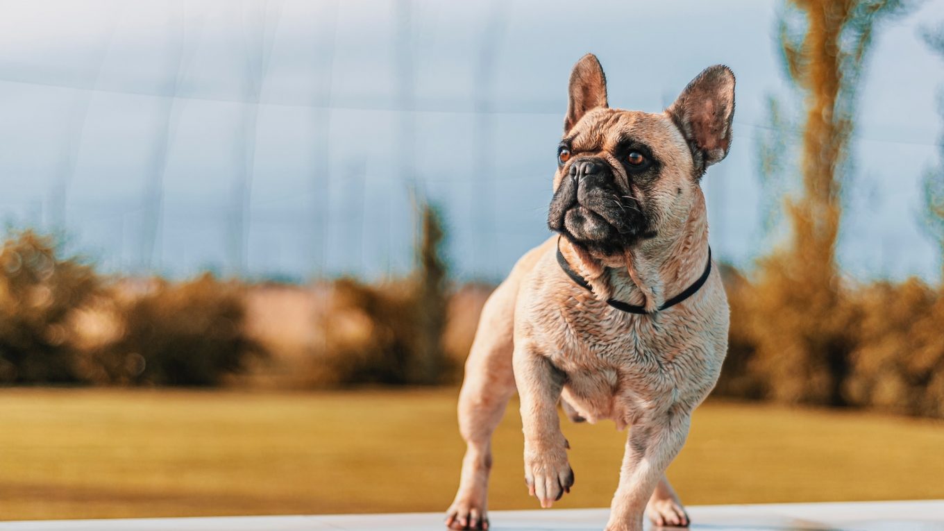 Can French Bulldogs Eat Melon