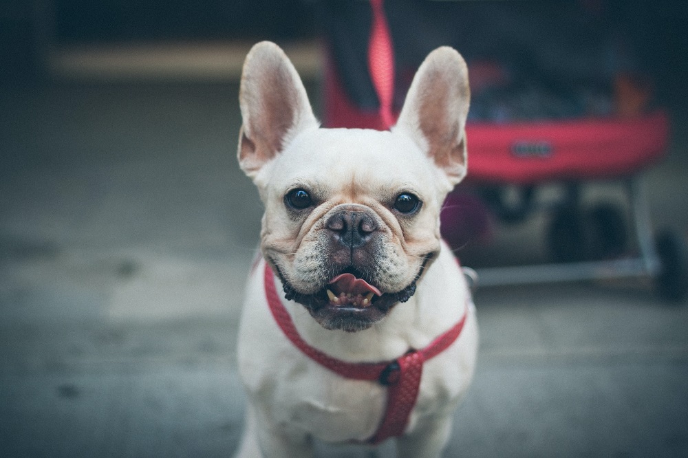 Can French Bulldogs Eat Mushrooms