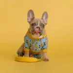 Can French Bulldogs Eat Oatmeal
