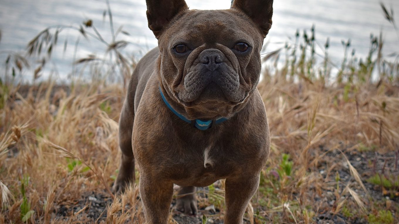 Can French Bulldogs Eat Peaches