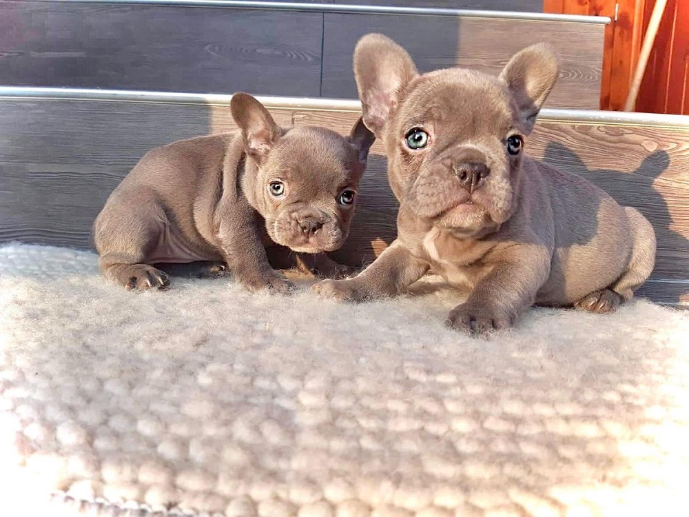 How Do French Bulldogs Get Blue Eyes