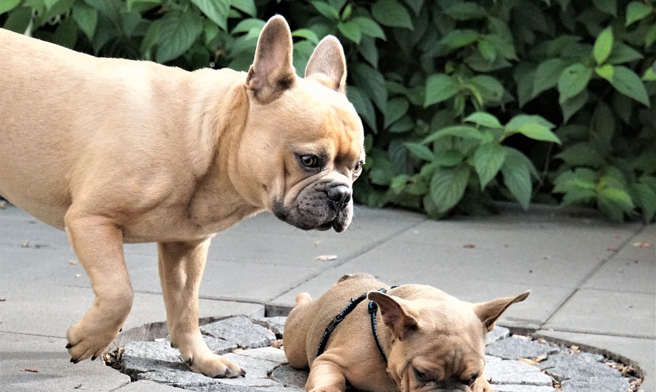 How Do You Know If Your French Bulldog Is Pregnant