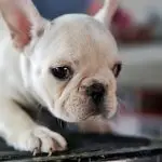 How To Decrease Shedding With French Bulldogs