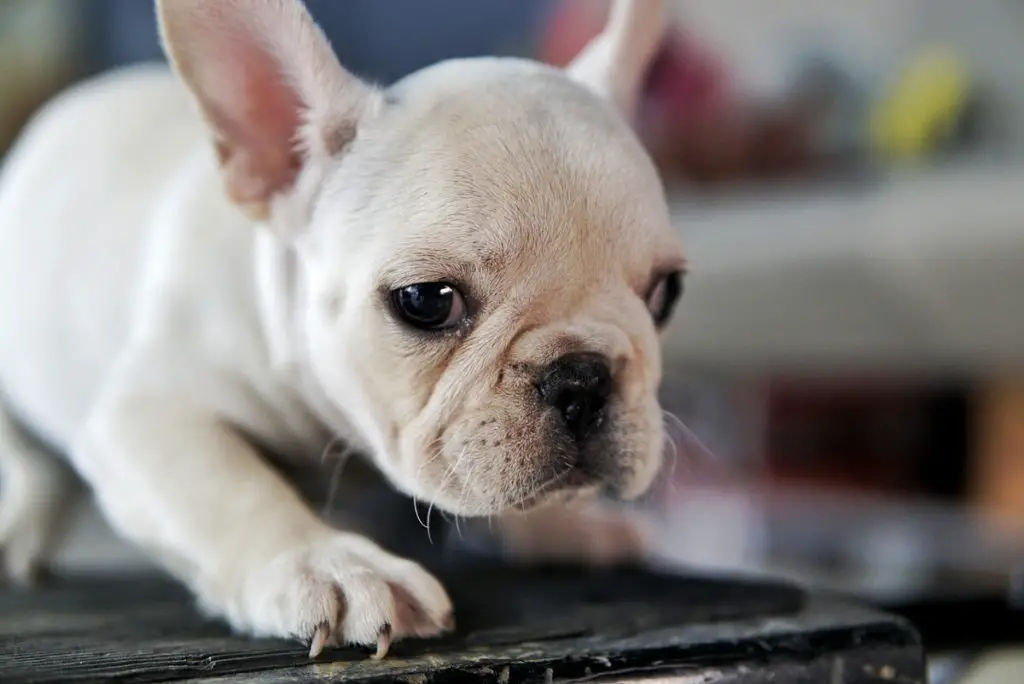 How To Decrease Shedding With French Bulldogs