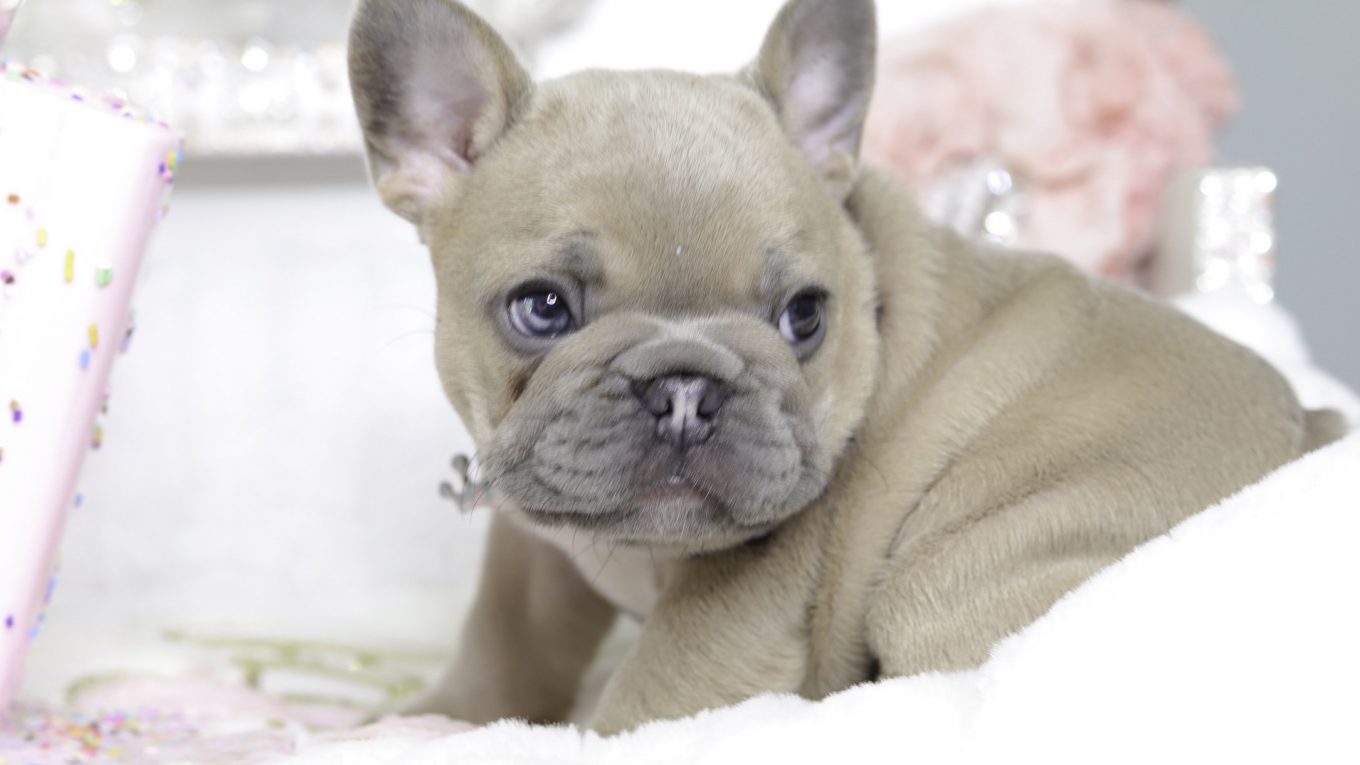 Micro French Bulldogs