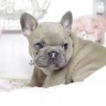 Micro French Bulldogs