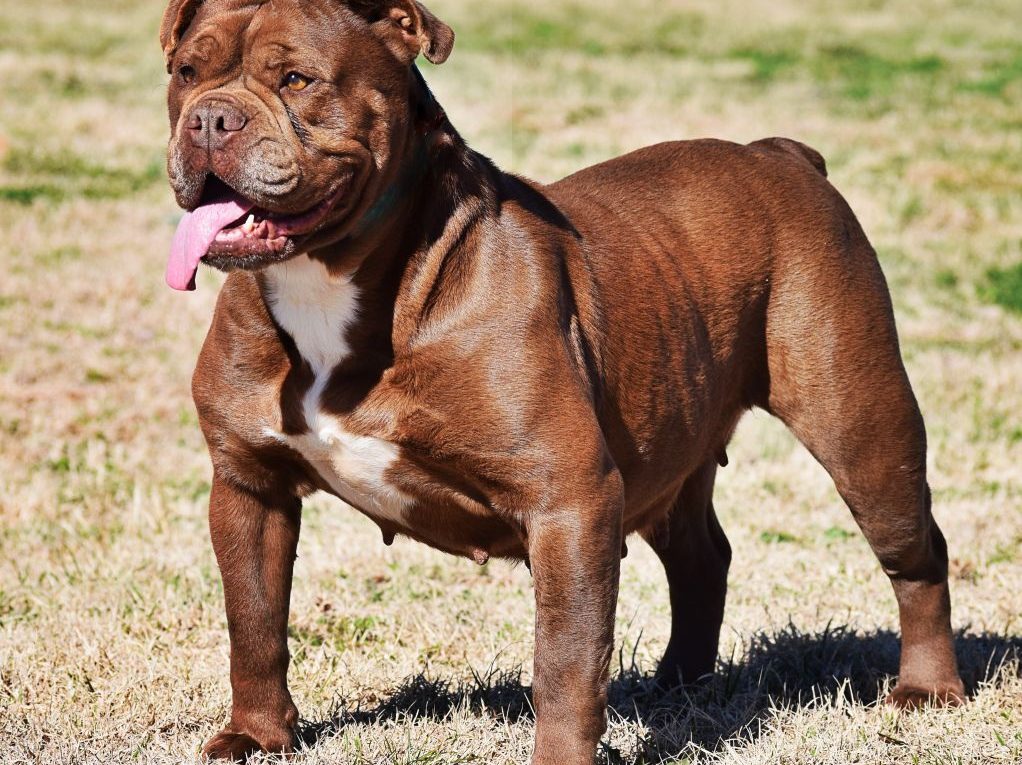 Olde English Bulldogge