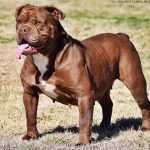 Olde English Bulldogge