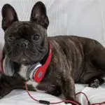 What Are The Most Similar Breeds to French Bulldogs