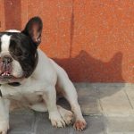 What Causes Seizures In French Bulldogs