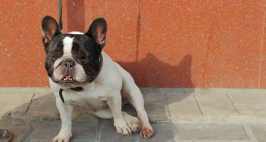 What Causes Seizures In French Bulldogs