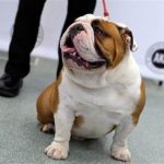 What Is the Biggest Bulldog Breed