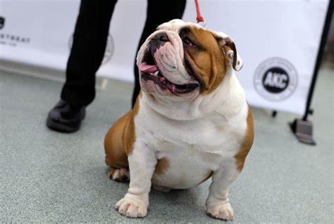 What Is the Biggest Bulldog Breed