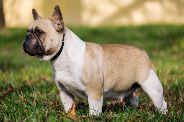 Why Do French Bulldogs Need C Sections? – Allfrbulldogs.com
