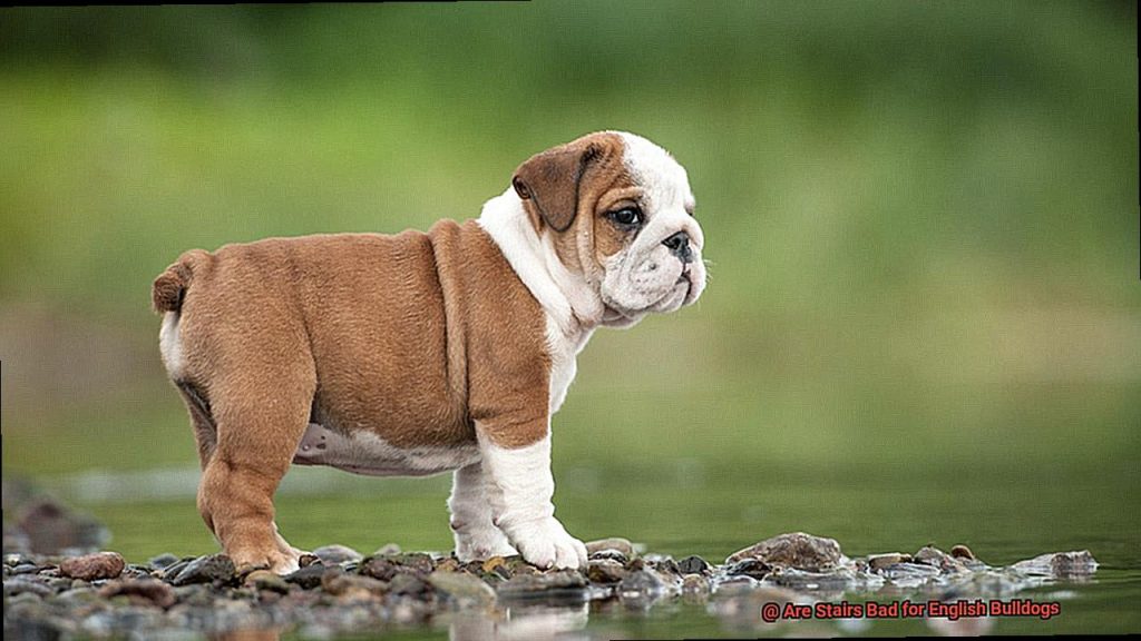 Are Stairs Bad for English Bulldogs?