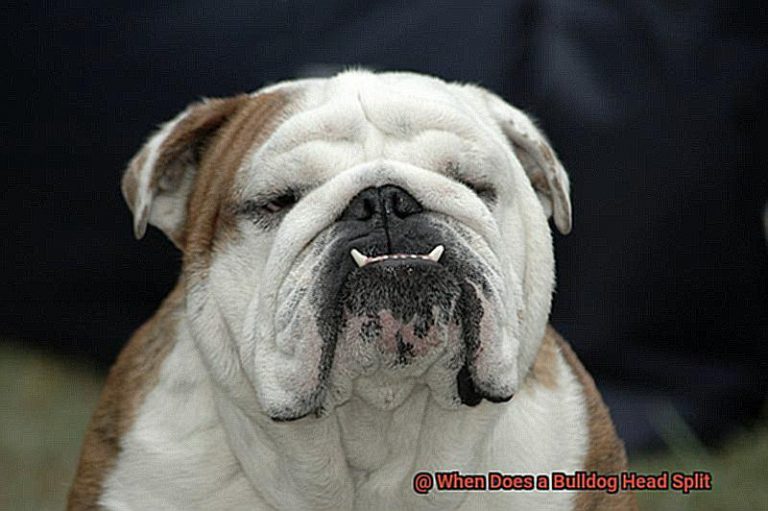 When Does a Bulldog Head Split?
