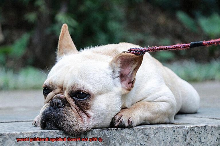 Why Are French Bulldogs Breathing Heavy?