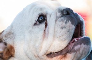 Why Do English Bulldogs Have Tear Stains? – Allfrbulldogs.com