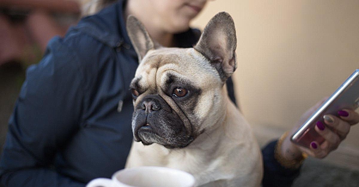 Why Does Your French Bulldog Have Bumps? – Allfrbulldogs.com