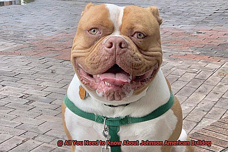 All You Need to Know About Johnson American Bulldog-4