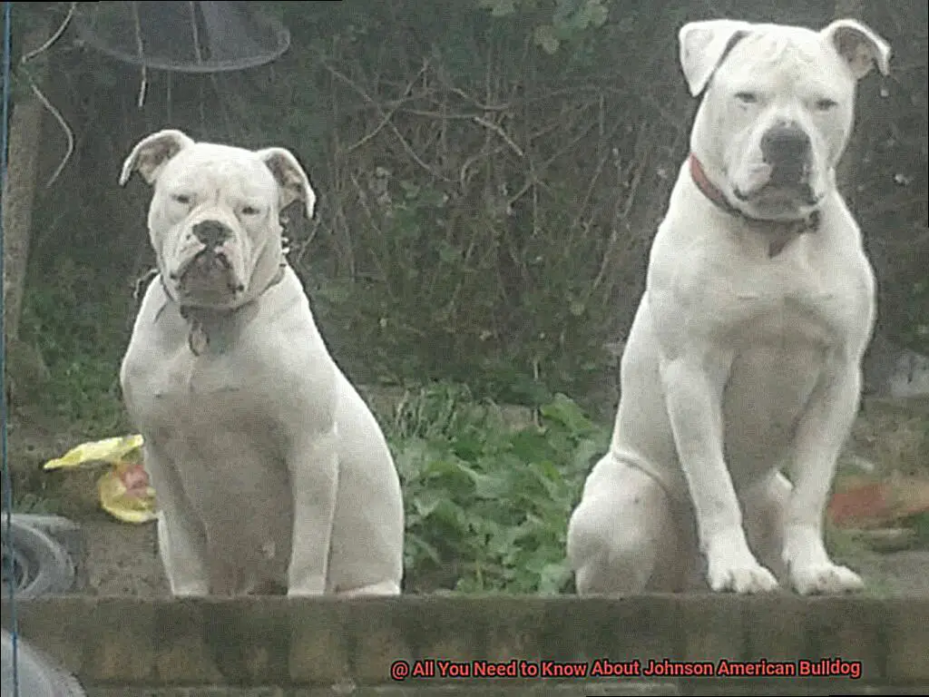 All You Need to Know About Johnson American Bulldog-2