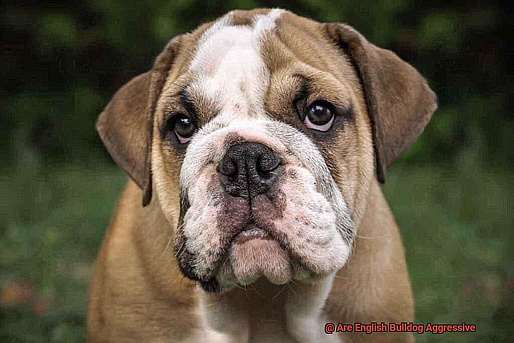 Are English Bulldog Aggressive-3