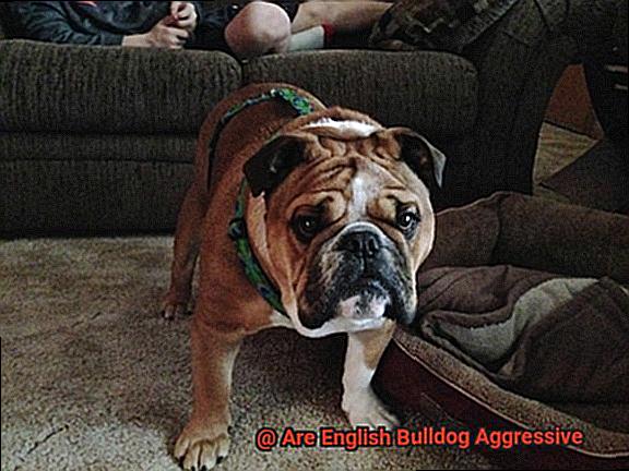 Are English Bulldog Aggressive-6