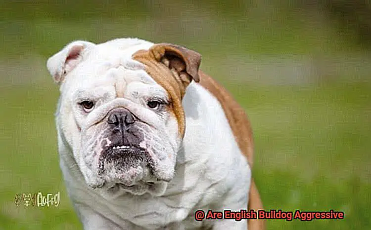 Are English Bulldog Aggressive-4