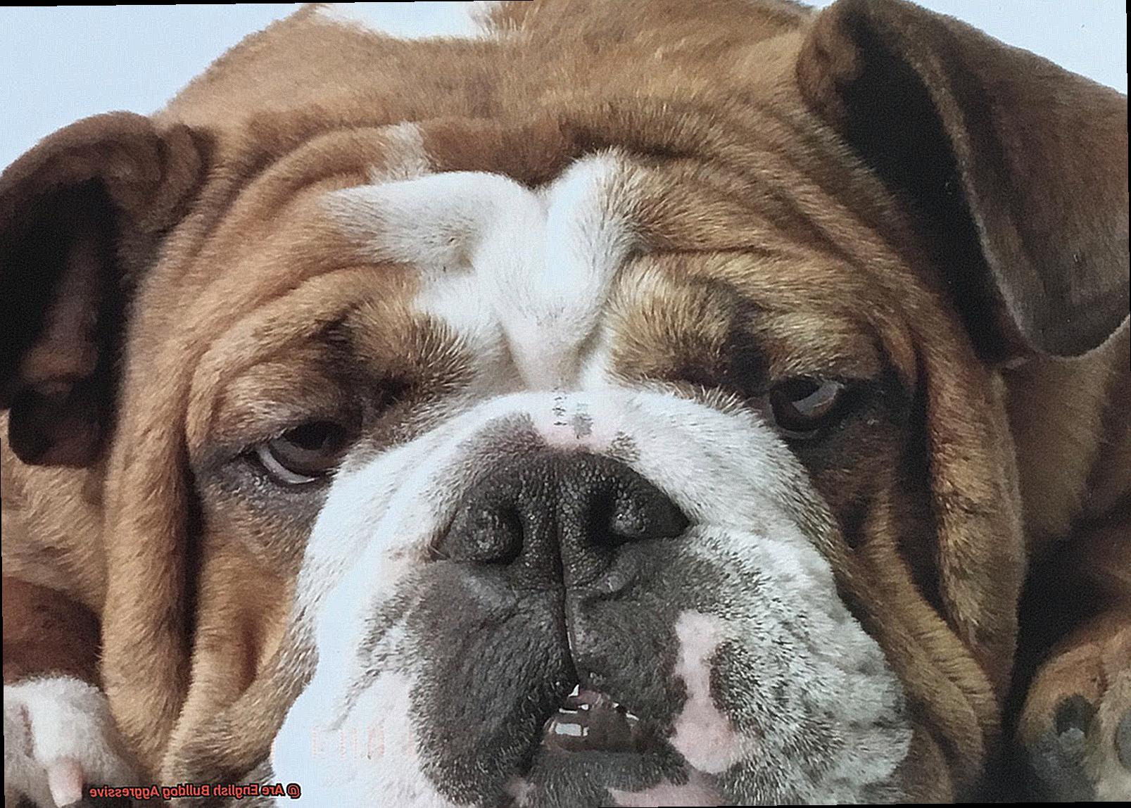 Are English Bulldog Aggressive-7