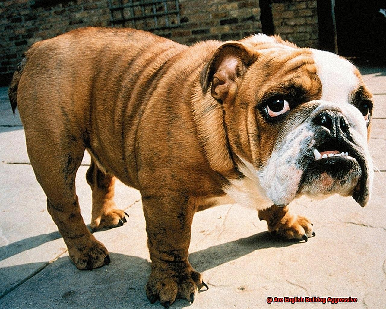 Are English Bulldog Aggressive-5