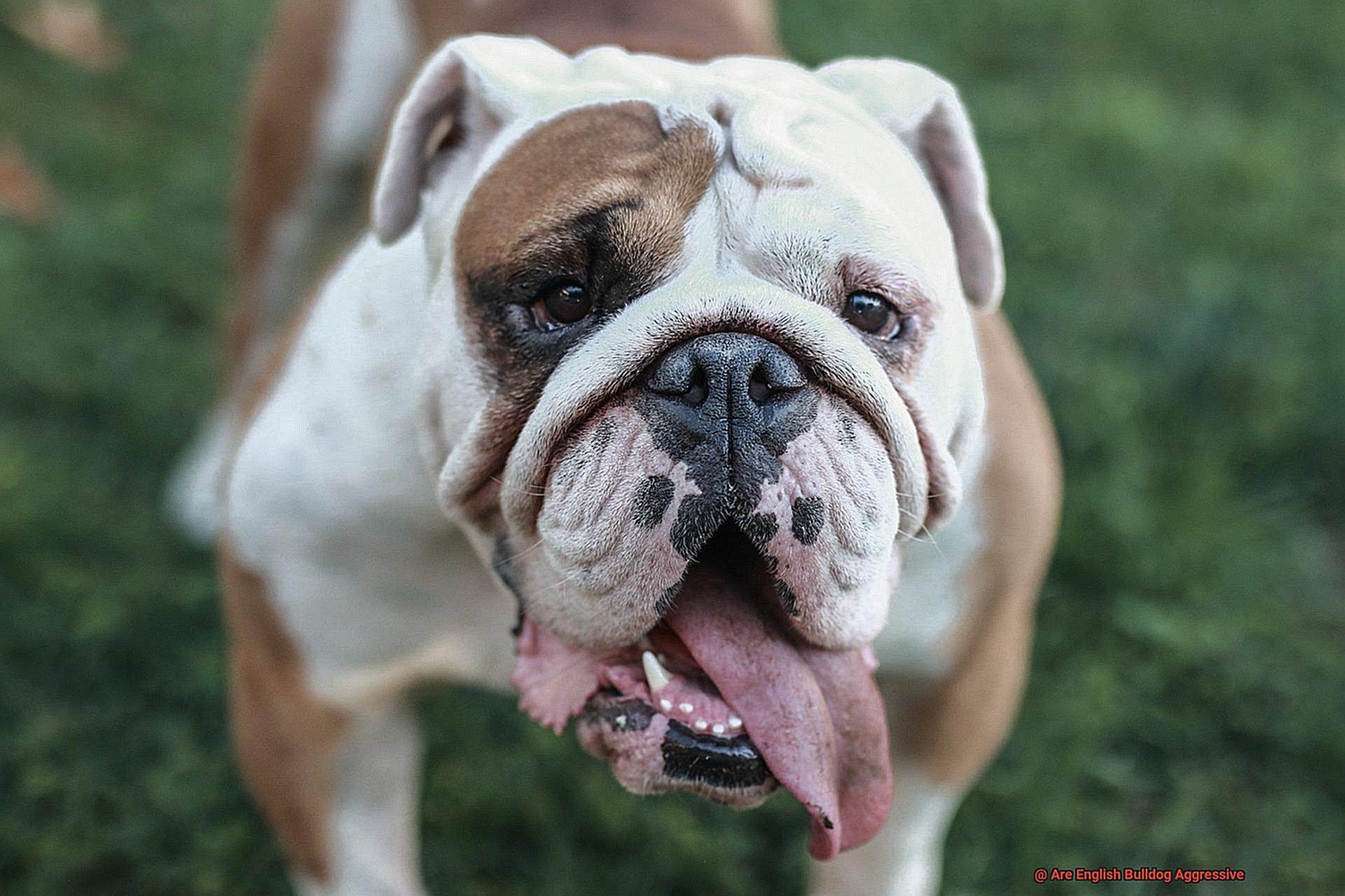 Are English Bulldog Aggressive-8