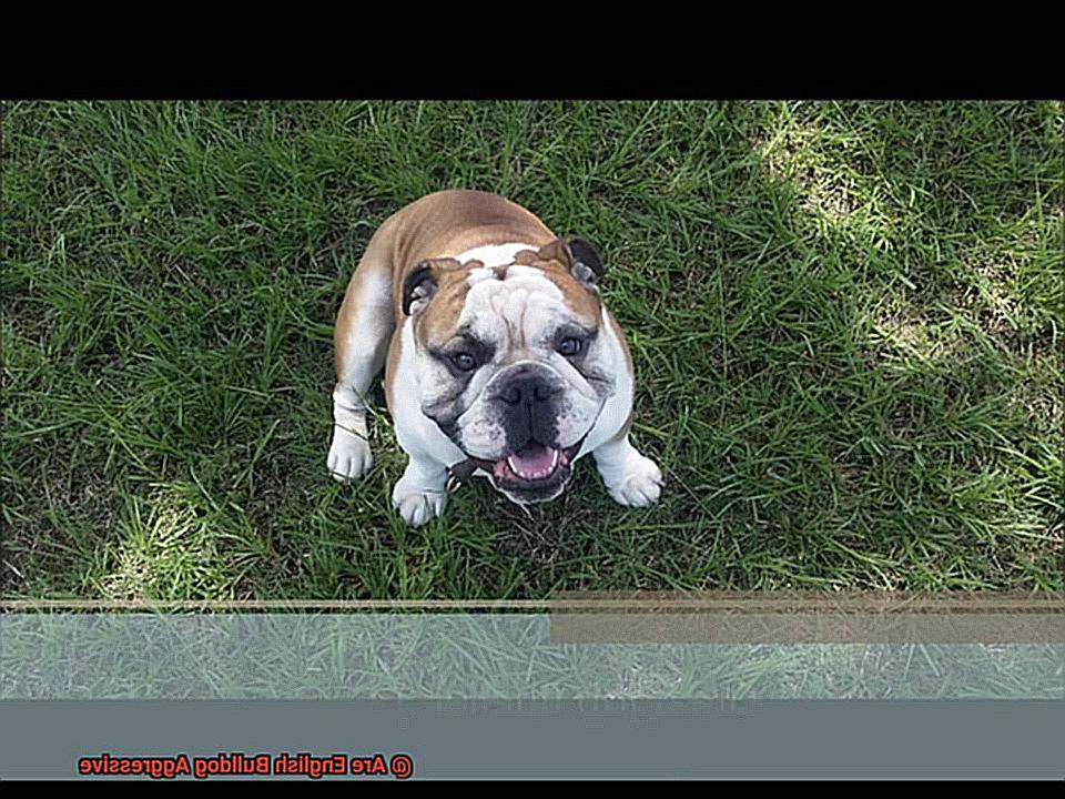 Are English Bulldog Aggressive-2