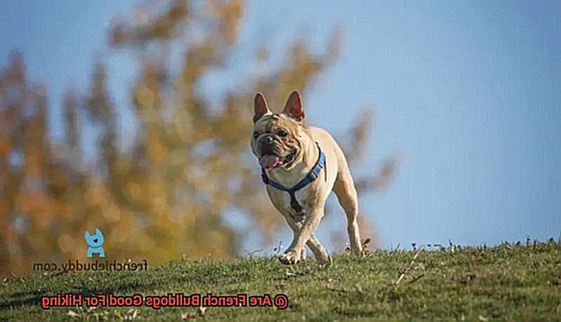 Are French Bulldogs Good For Hiking-5