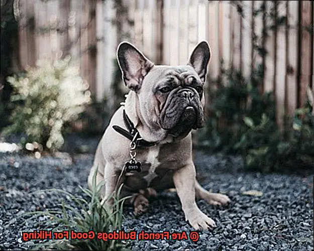 Are French Bulldogs Good For Hiking-7