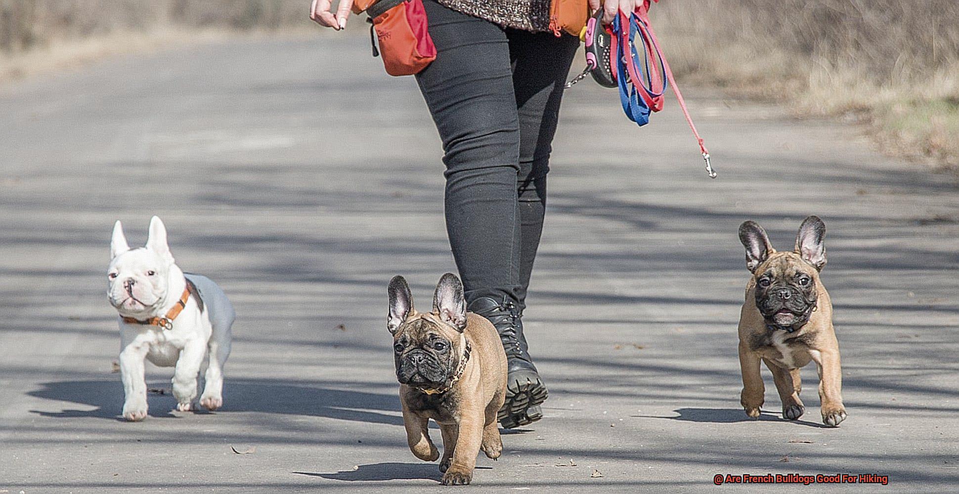 Are French Bulldogs Good For Hiking-4