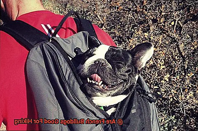 Are French Bulldogs Good For Hiking-6
