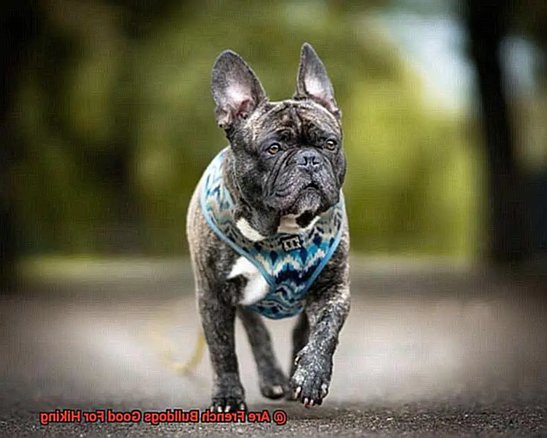 Are French Bulldogs Good For Hiking-2