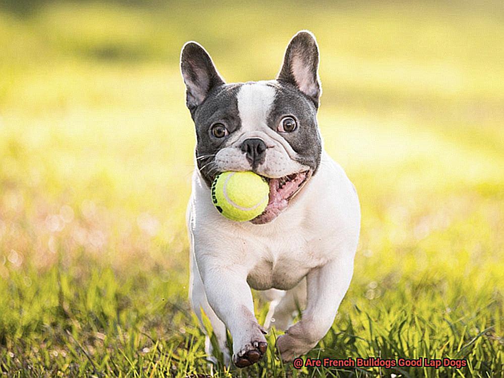 Are French Bulldogs Good Lap Dogs-2