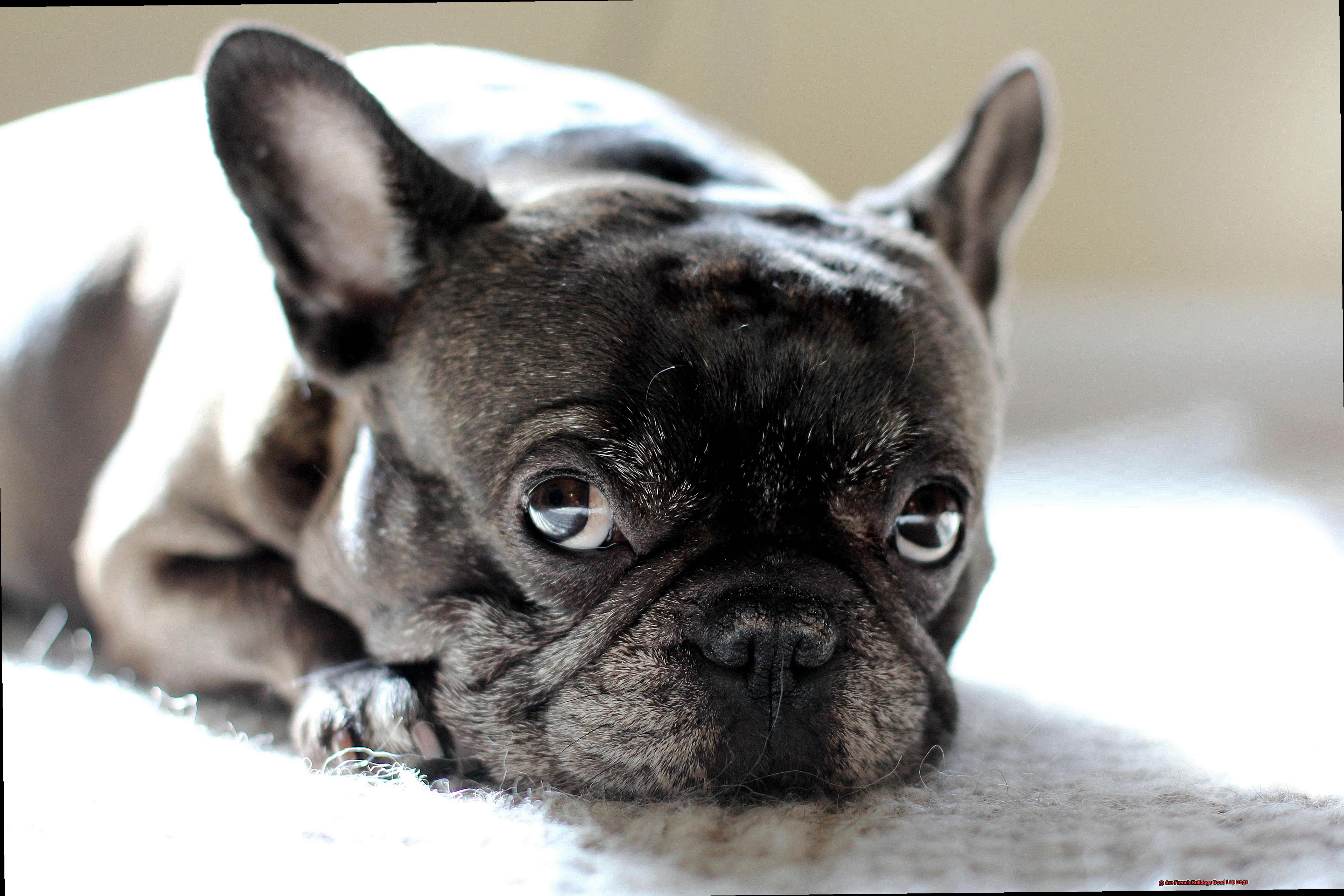 Are French Bulldogs Good Lap Dogs-3