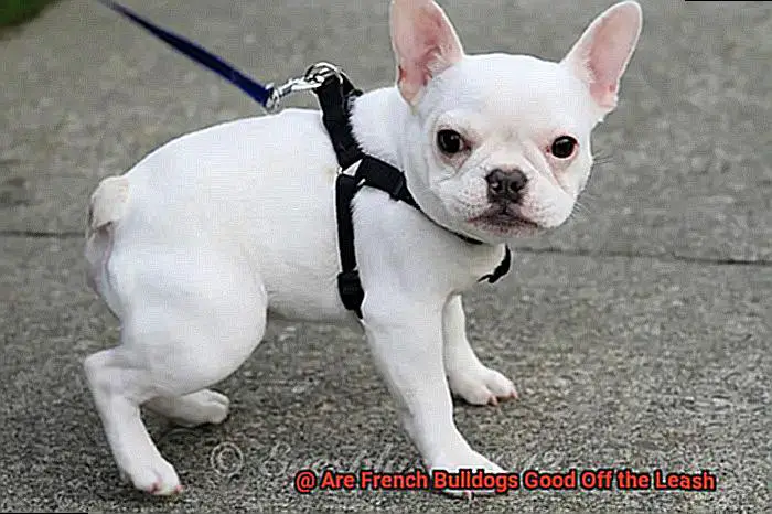 Are French Bulldogs Good Off the Leash-4