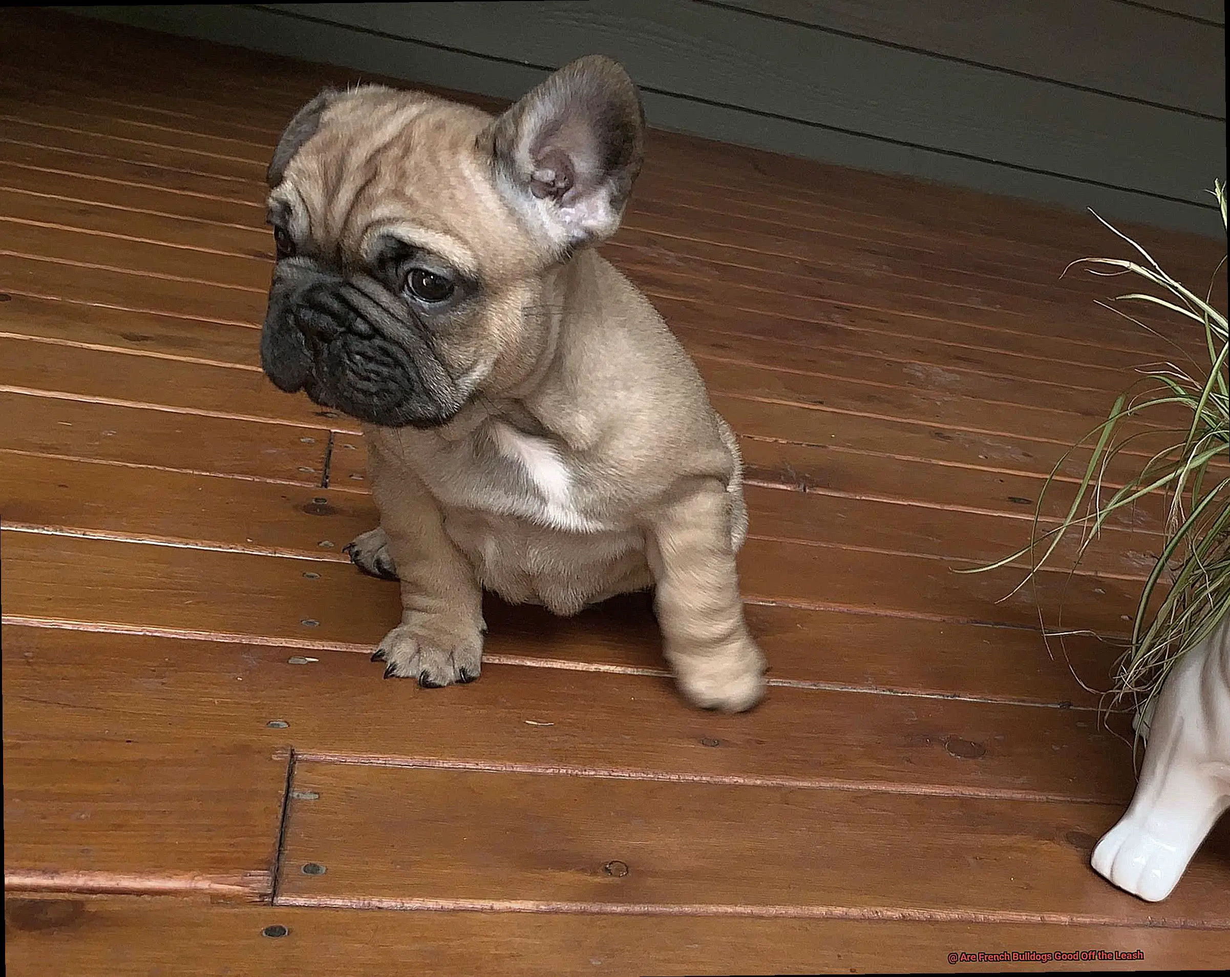 Are French Bulldogs Good Off the Leash-2